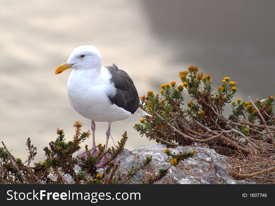 Seagull standing on rocks with flowers overlooking ocean at Pismo Beach California. Seagull standing on rocks with flowers overlooking ocean at Pismo Beach California