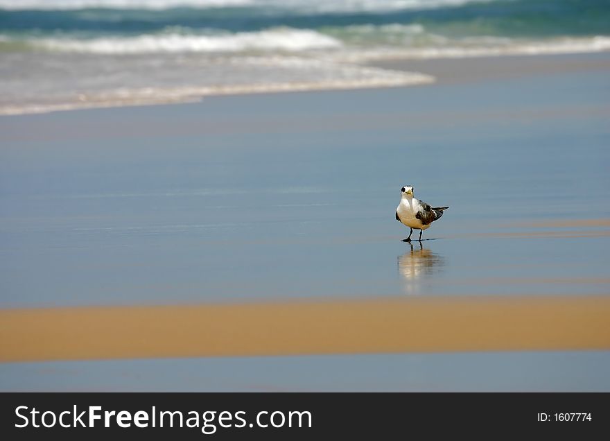 Lesser-crested Tern (Sterna bengalensis)