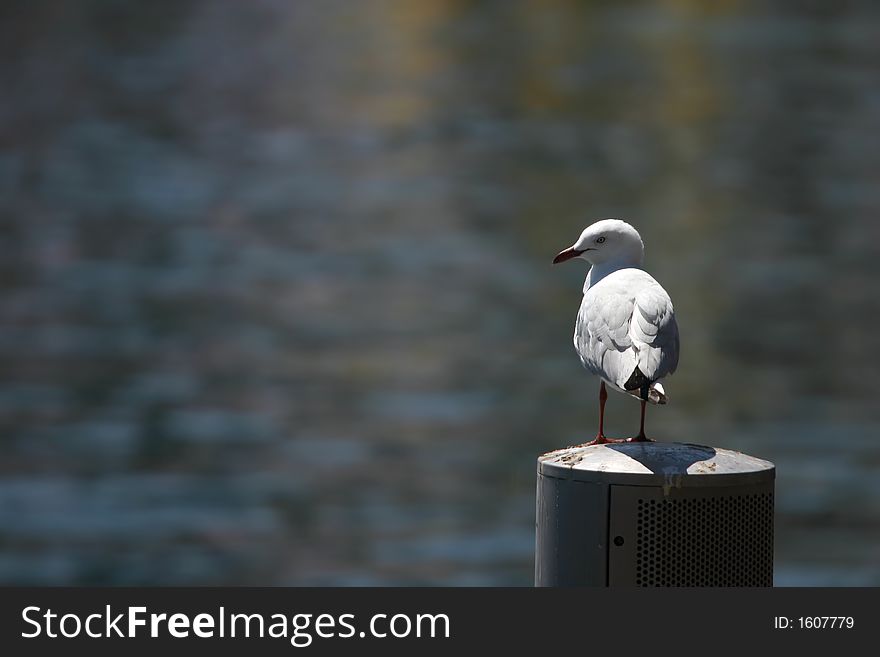 See gull resting in a harbour. See gull resting in a harbour