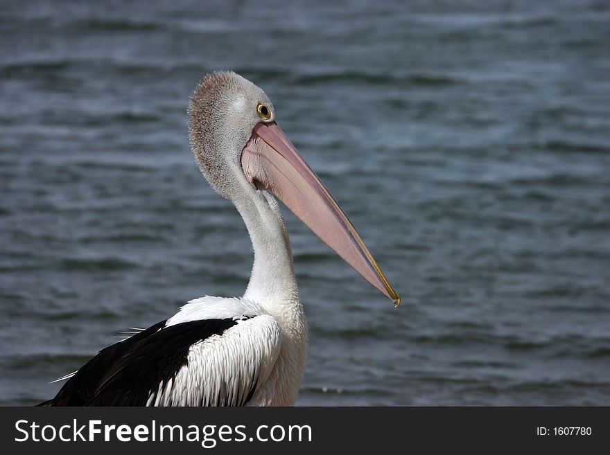 Australian Pelicans (Pelecanus conspicillatus) near the sea