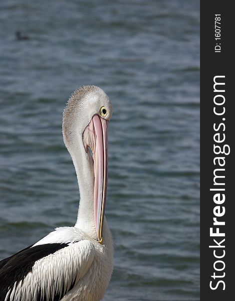 Australian Pelicans (Pelecanus Conspicillatus)