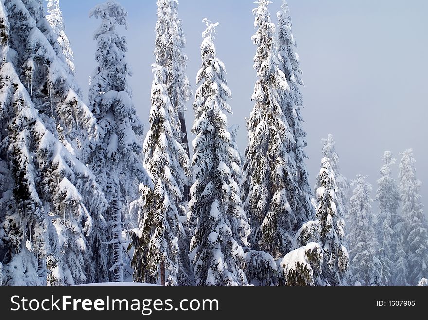 A group of fir trees heavily laden with snow and ice. A group of fir trees heavily laden with snow and ice.