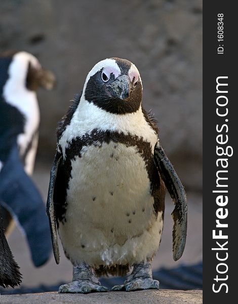 African Penguin standing around with a few others.