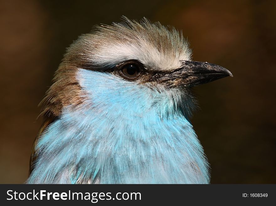 Racquet Tailed Roller on a branch