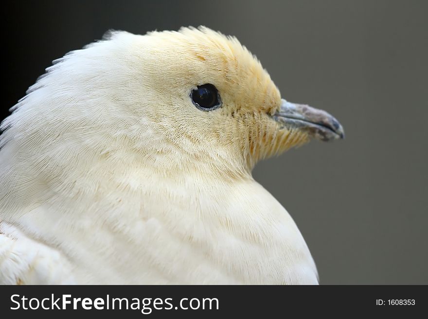 White dove close up with dark background.