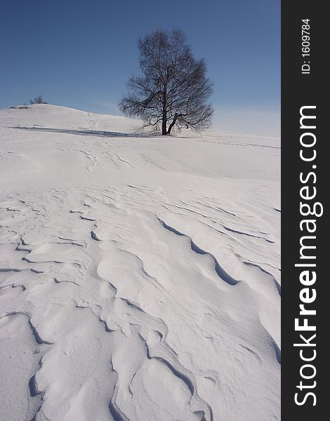 Snowland with tree and blue sky