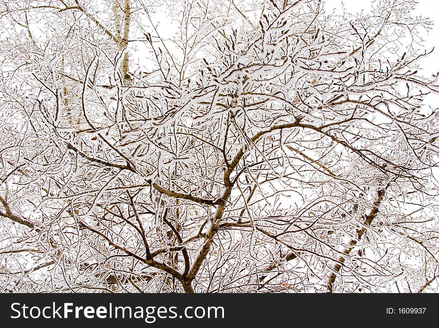 Thin birch branches with snow. White winter skies are visible thru them. Thin birch branches with snow. White winter skies are visible thru them.