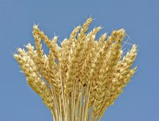 Wheat Spikes And Blue Sky Background Stock Image