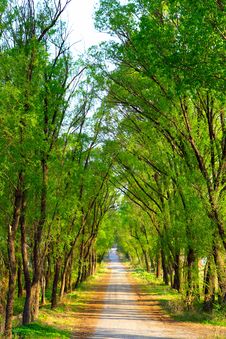 Forest Walking Path Stock Photo Forest Walking Path Stock Photo