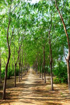 Forest Walking Path Royalty Free Stock Photography Forest Walking Path Royalty Free Stock Photography