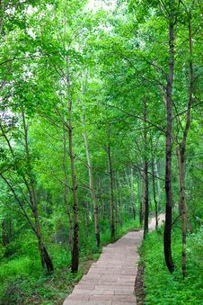 Forest Walking Path Royalty Free Stock Photo Forest Walking Path Royalty Free Stock Photo