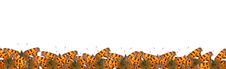 Border Of Butterflies Stock Images Border Of Butterflies Stock Images