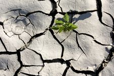 Green Plant Growing From Cracked Earth Stock Photo Green Plant Growing From Cracked Earth Stock Photo