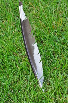 Seagull Feather Stock Photos Seagull Feather Stock Photos