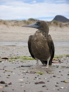 Brown Boobie On Beach In Mexico Royalty Free Stock Images