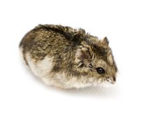 Dwarf Hamster Stock Image