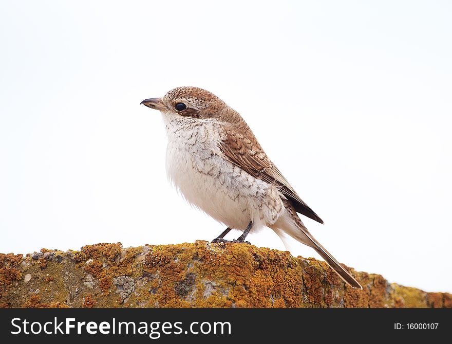 A Red-backed Shrike perching on a concrete pylon covered with lichens.