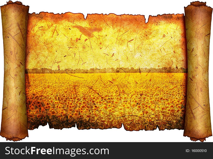 Field Of The Flowering Sunflower