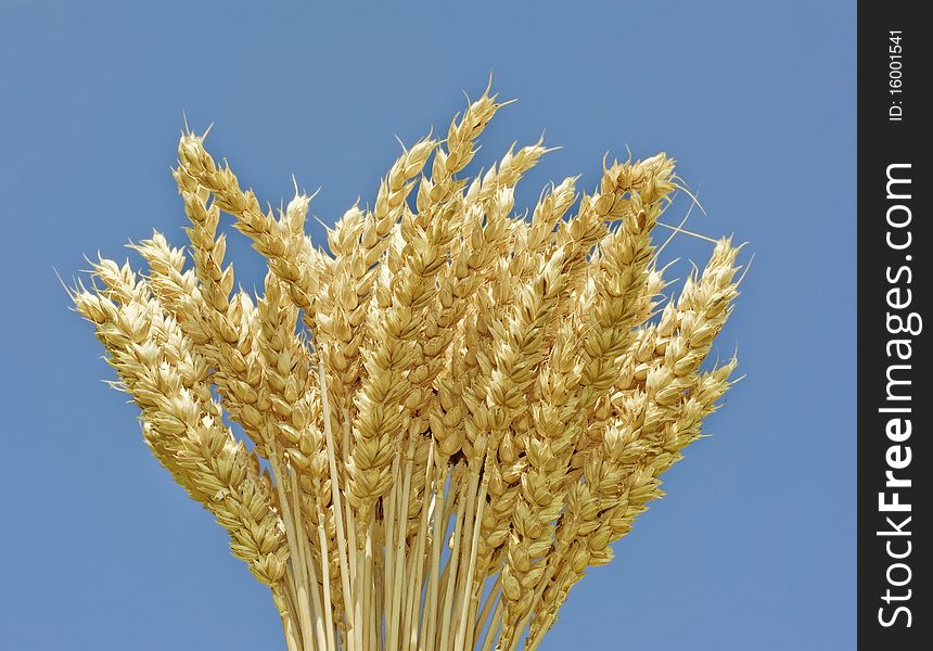 Golden wheat spikes close up and blue sky background. Golden wheat spikes close up and blue sky background