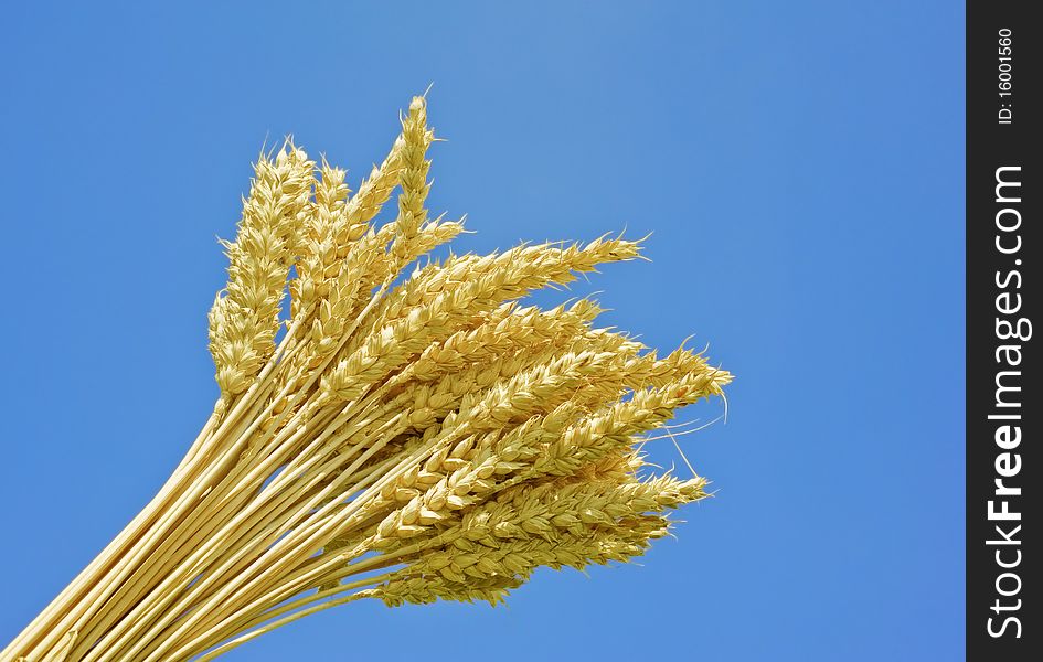 Wheat spikes and blue sky background