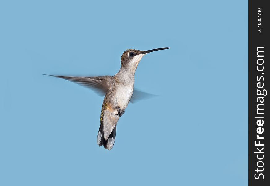 Hummingbird in flight with blue sky background