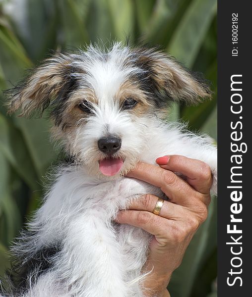 Eight week old Jack Russell Puppy cross looking at the camera