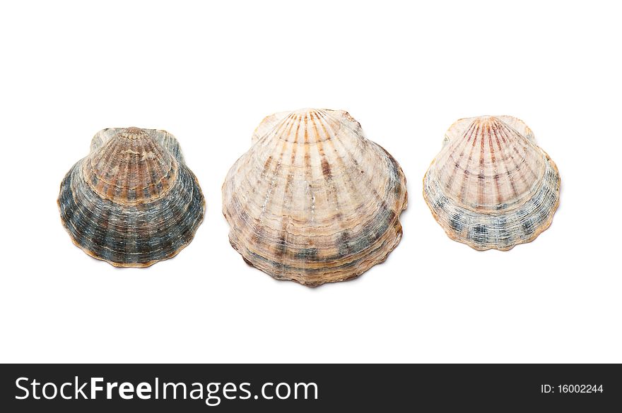 Composition of exotic shells isolated on a white background close-ups. Composition of exotic shells isolated on a white background close-ups