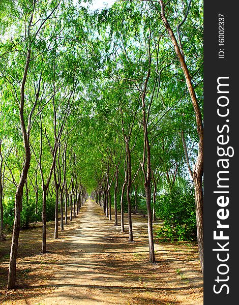 Forest walking path leading into sunshine