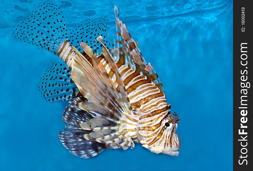 Lionfish