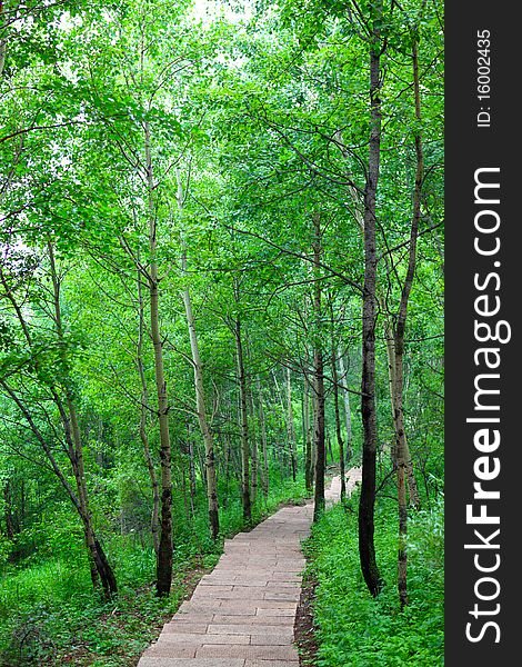 Forest walking path leading into sunshine