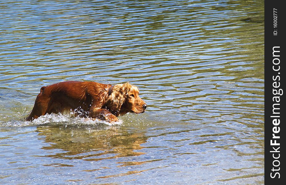 Dog that runs into the lake