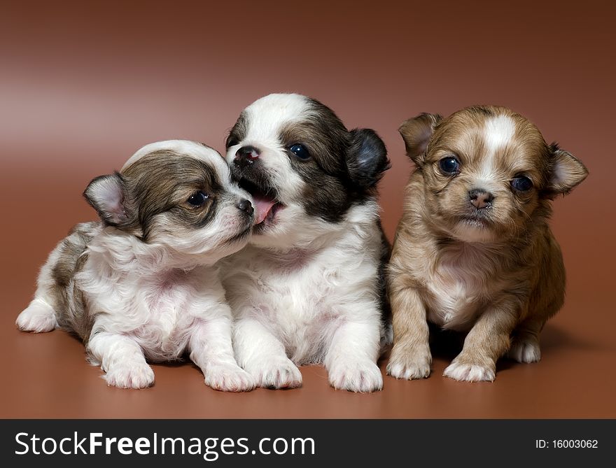 Three puppies of the spitz-dog in studio