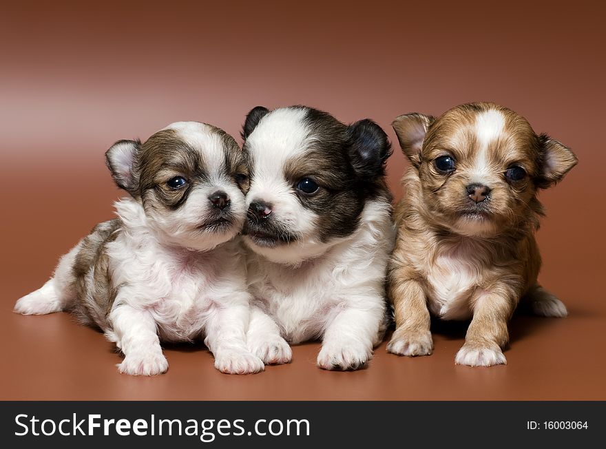 Three puppies of the spitz-dog