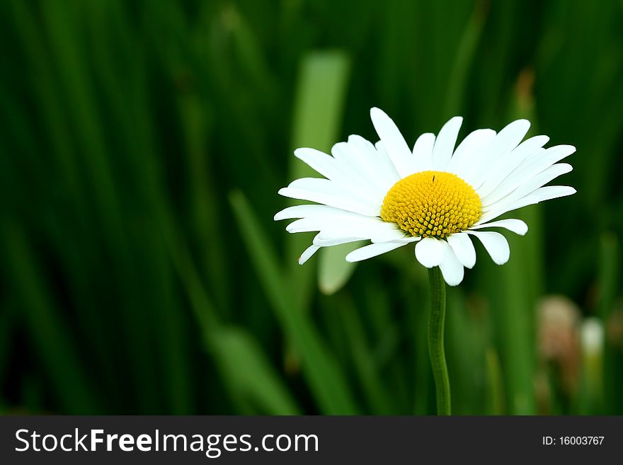 A Bright white and yellow daisy