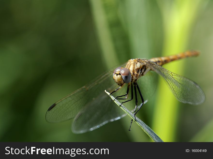 The beautiful dragonfly sits on branches