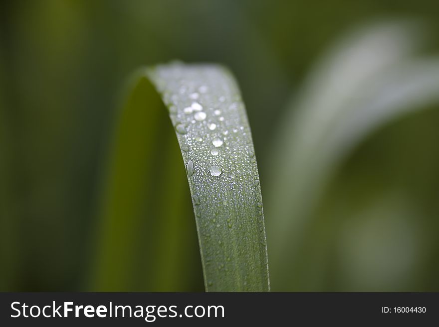 Beads of water on plant leaves in Shakespeare's garden in Central Park, New York City