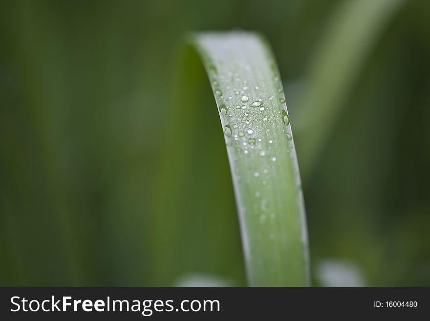 Beads of water on plant leaves in Shakespeare's garden in Central Park, New York City