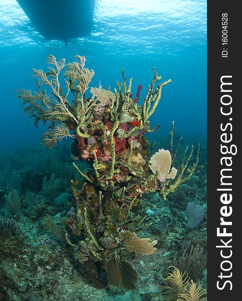 Coral reef off the coast of the Craibbean island, Roatan. Coral reef off the coast of the Craibbean island, Roatan