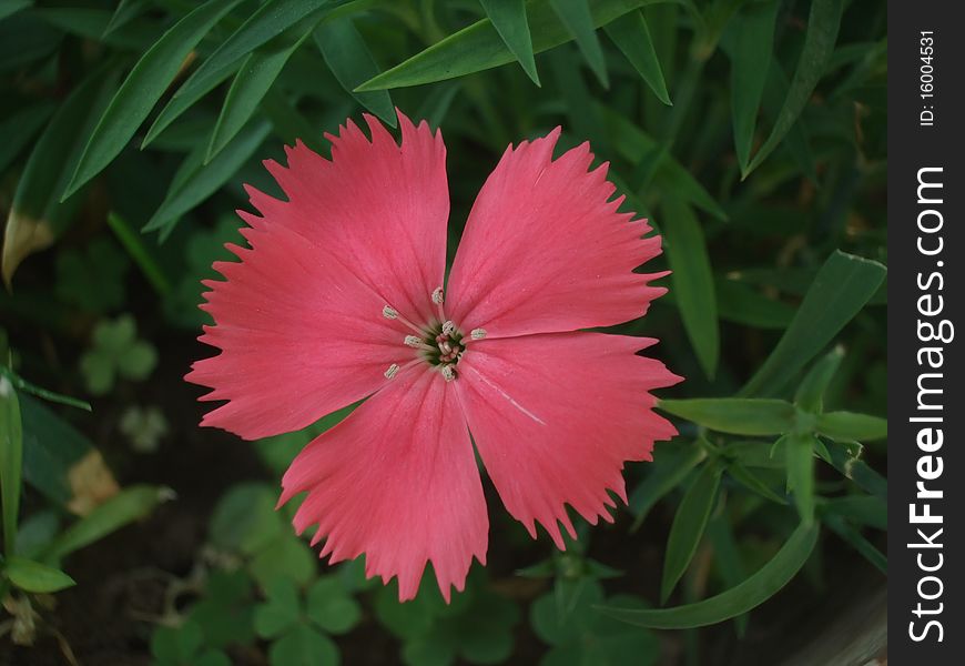 Clavelina, single pink flower on green background. Clavelina, single pink flower on green background