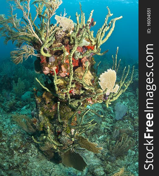 Caribbean Coral Reef Scene