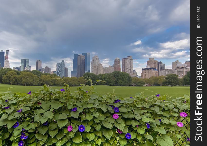 Sheeps head meadow in front of Central Park South with morning glories in foreground. Sheeps head meadow in front of Central Park South with morning glories in foreground