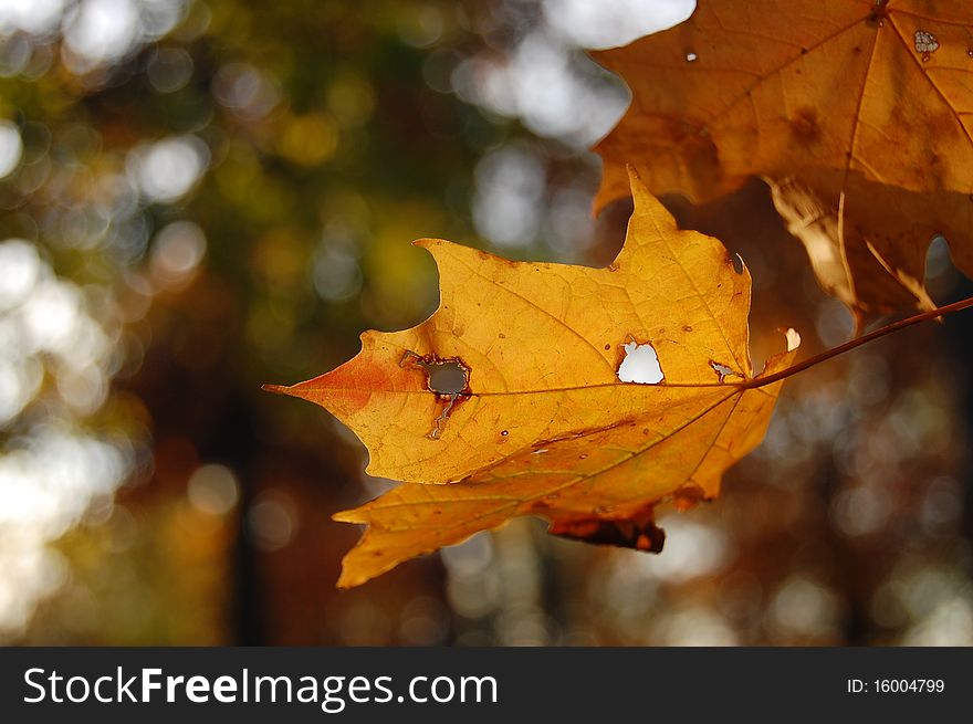 Silver maple leaves turned yellow. Silver maple leaves turned yellow