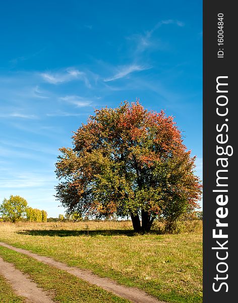 Big tree on green field with blue sky