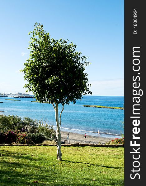 Rubber plant in spring on ocean background on Tenerife. Rubber plant in spring on ocean background on Tenerife