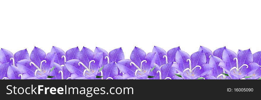 Border of blue campanulas isolated on a white background