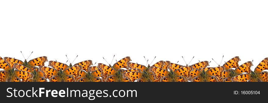 Border of butterflies isolated on a white background