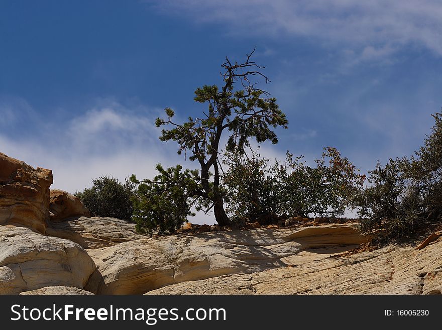 A tree growing on a desert mountain. A tree growing on a desert mountain.