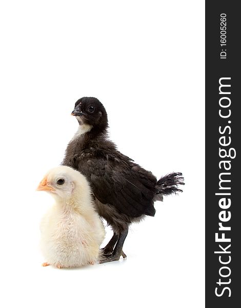 Two chickens isolated on a white background