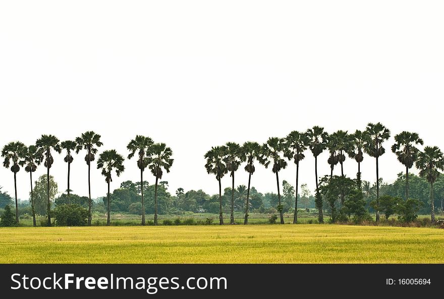 Rice field landscape in thailand