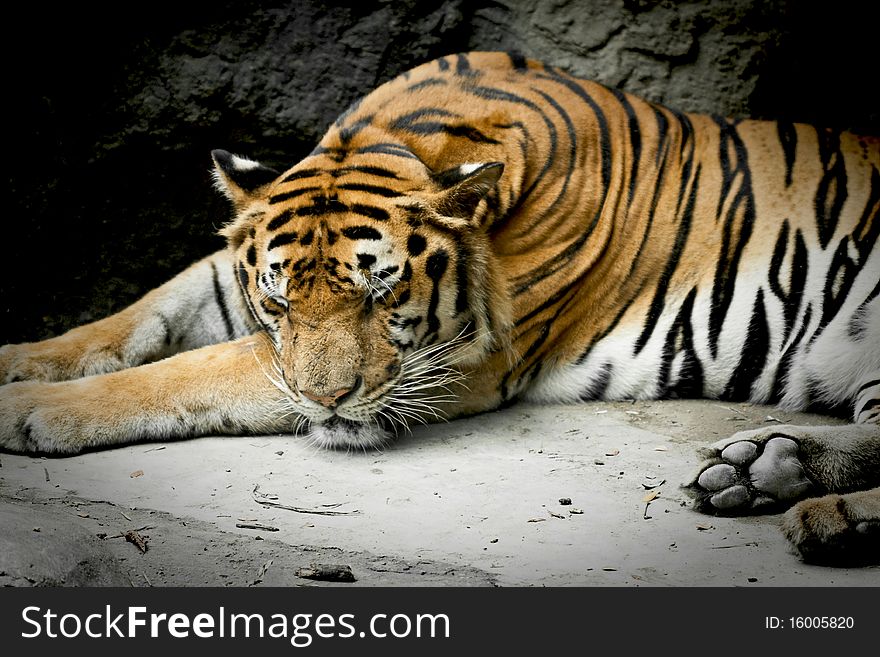 Tiger Sleeping